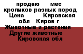 продаю 3-4 мес. кроликов разных пород › Цена ­ 700 - Кировская обл., Киров г. Животные и растения » Другие животные   . Кировская обл.